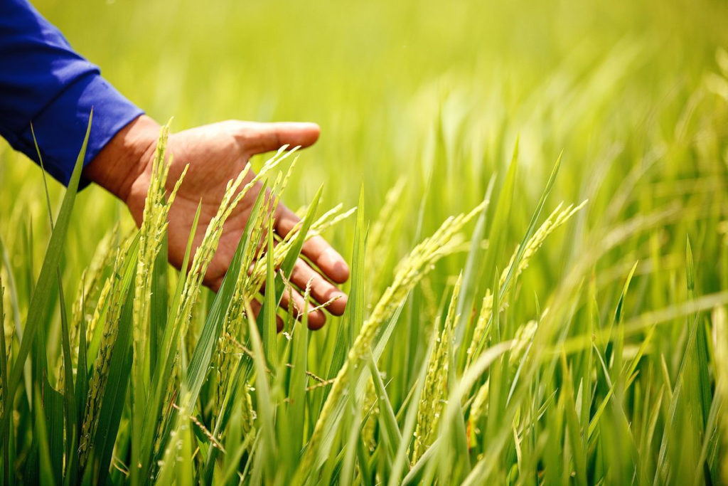 Ninh Bình đón đầu xu thế nông nghiệp hữu cơ
