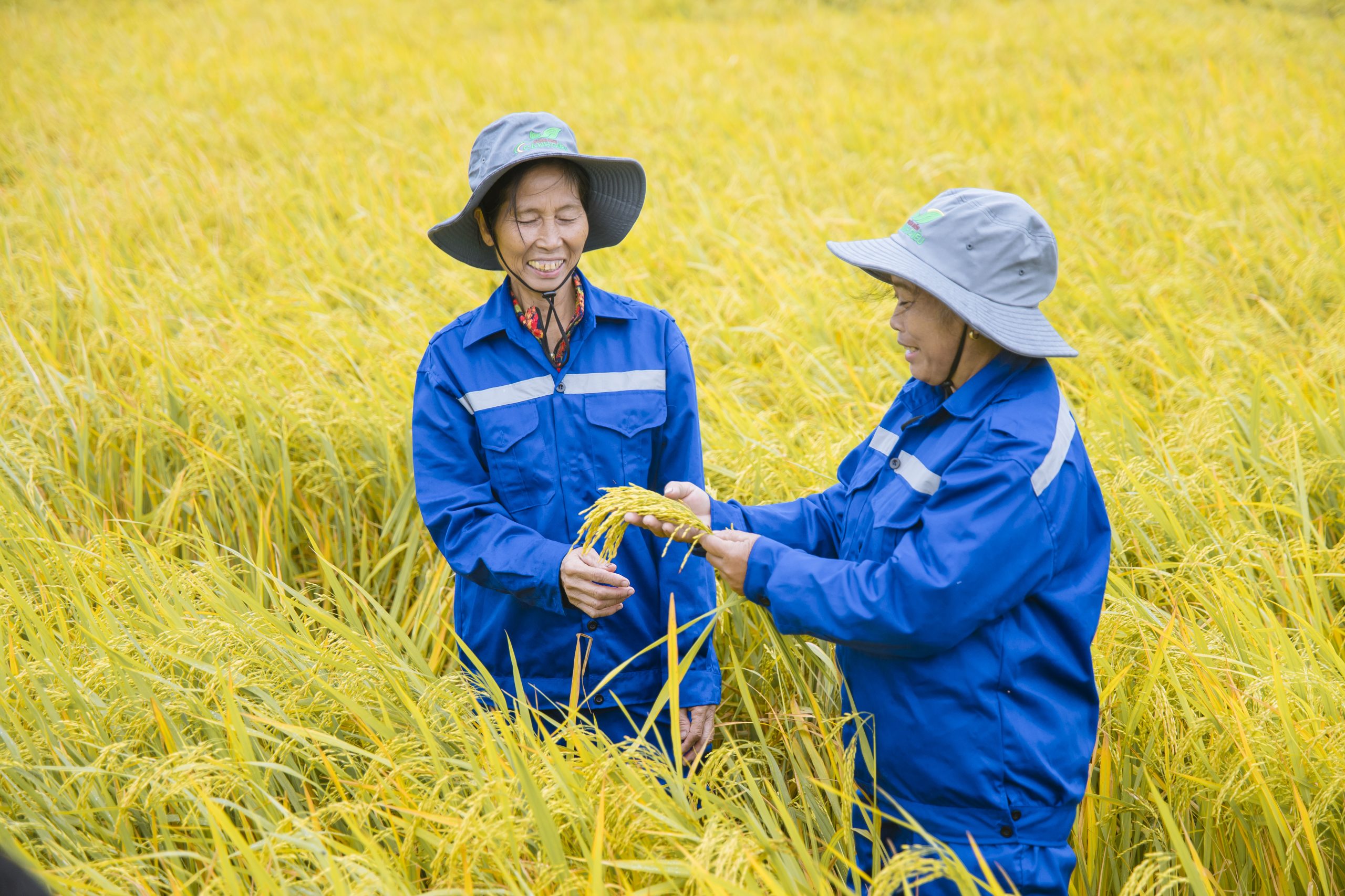 Đồng hành kĩ thuật canh tác cùng nông dân